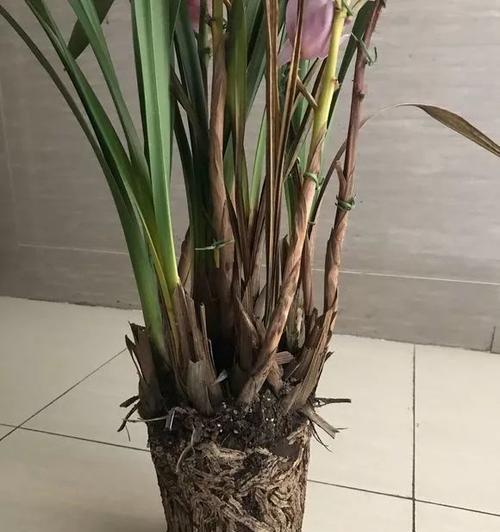 大花蕙兰烂根了怎么办？（挽救烂根大花蕙兰的方法与技巧）