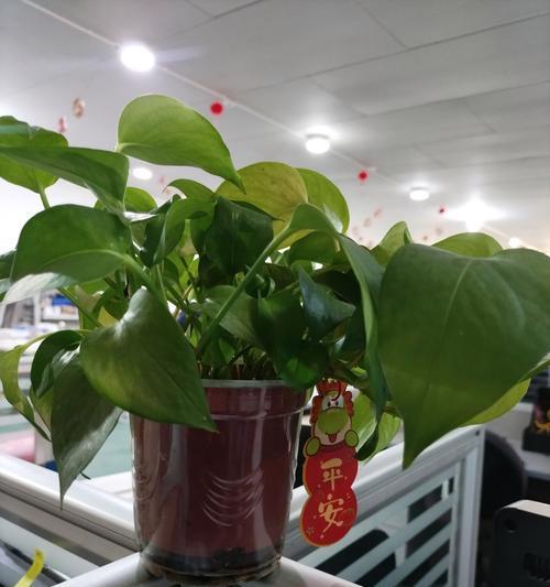 如何拯救蔫萎的绿萝（绿萝护理小技巧，让你的植物重获生机）