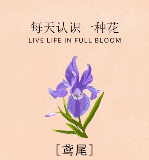 探索鸢尾花的种类、特征与使用方法（鸢尾花的分类、外观特征与种植技巧）