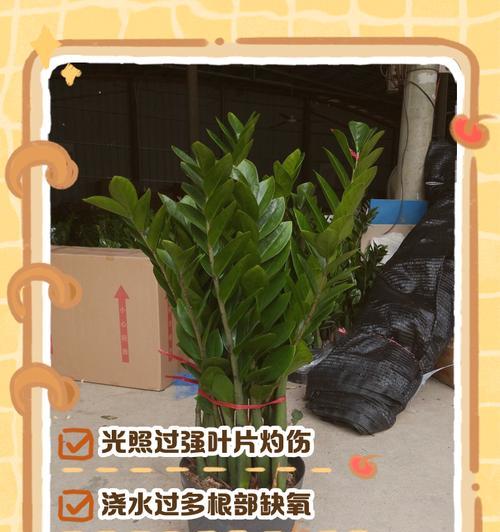 如何处理金钱树长出两个叶子的问题（有效管理金钱树生长，实现财务增长）