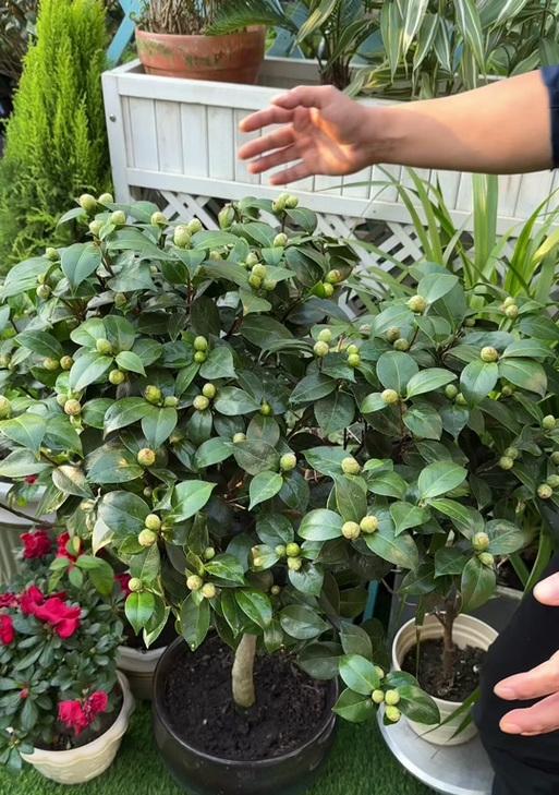 解析山茶花为何一直不开花的原因（探寻影响山茶花开花的关键因素及解决办法）