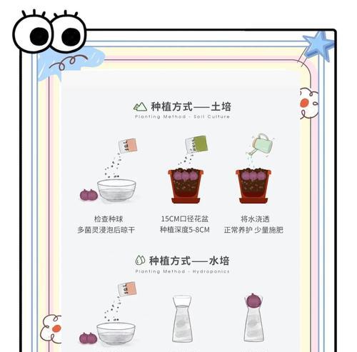 风信子的种植技巧（一步步教你如何在土里种植风信子）