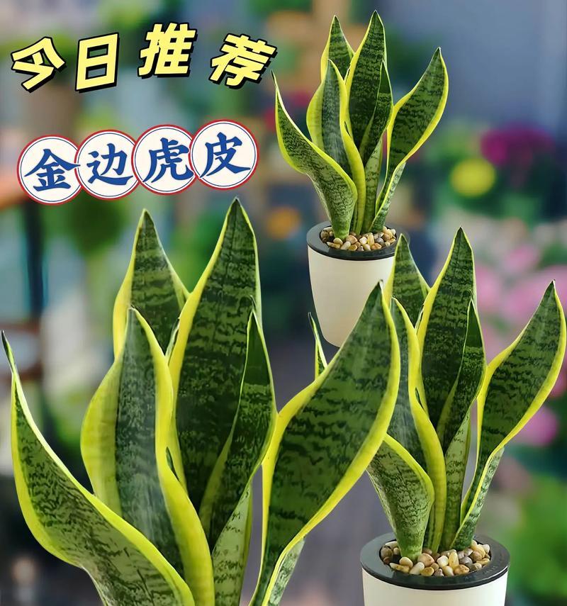 金边虎皮兰的养殖技巧（打造独特室内绿色空间金边虎皮兰的家居养护秘笈）