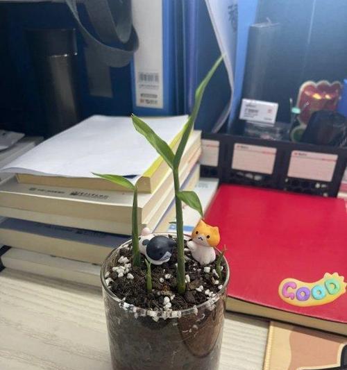 阳台种植老姜，带来健康与美味（探索阳台种植老姜的乐趣与益处）