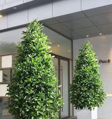 非洲茉莉植物的养护指南（打造花园中的热带魅力，赏心悦目的非洲茉莉）