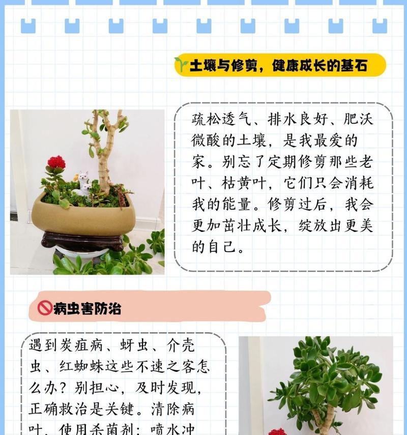 如何正确清洗玉树的叶子（保持玉树健康生长的关键方法）