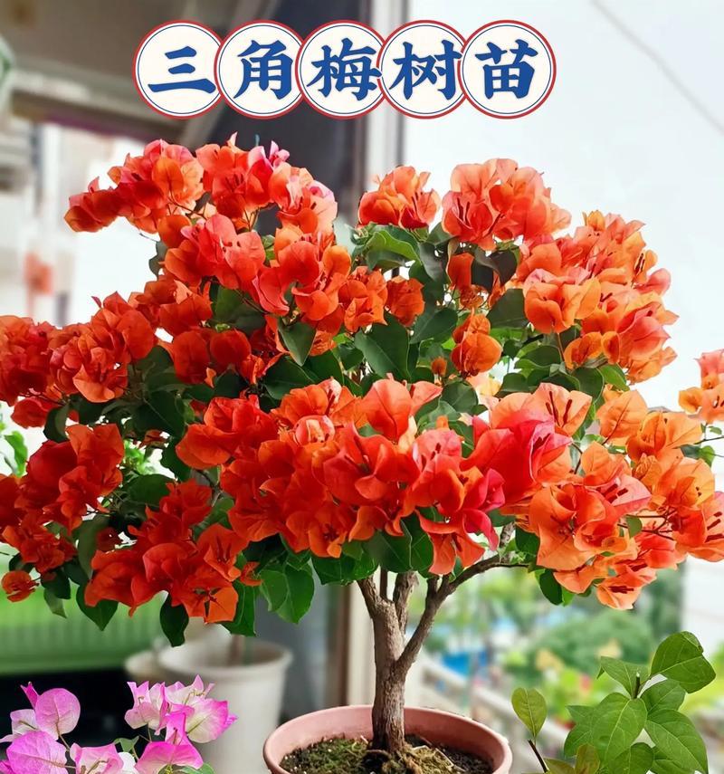 盆养三角梅花的剪枝技巧（打造健康美丽的三角梅花园——以盆养三角梅花的剪枝技巧）