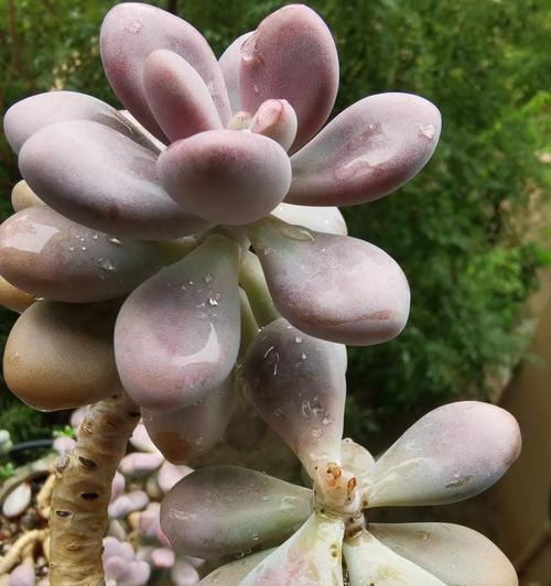 核桃的植物分类及特征（探究核桃是否属于被子植物）
