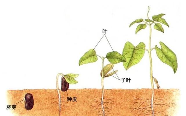 百香果种植的全过程及方法（掌握百香果发芽的关键技巧与步骤）