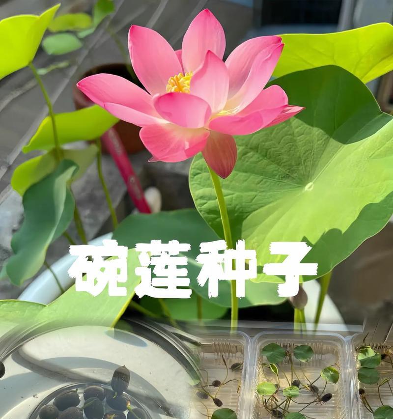 荷花种子发芽及栽种方法（荷花籽泡出芽的详细步骤，荷花种子的栽种技巧）
