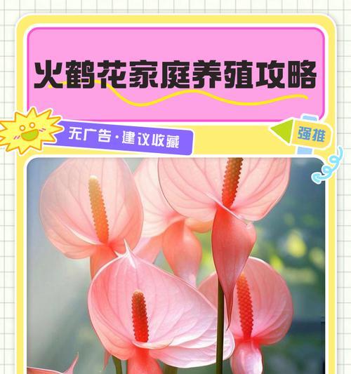 火鹤花为何不红？（探寻火鹤花不开花的原因及解决方法）