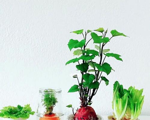 以香彩雀水培的完美方法（快速培育健康的香彩雀植株，绿化你的生活）