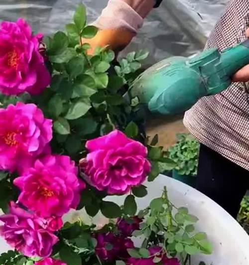 如何正确养护刚回来的月季花