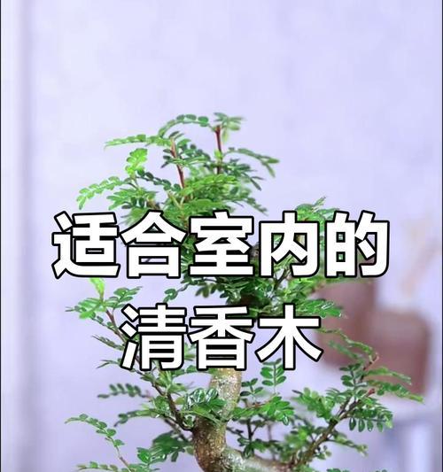 《清香木的养护秘籍》（如何正确养护清香木，让其馨香永绽）