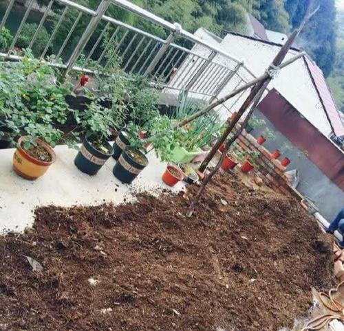 兰花烂根怎么办？（治疗兰花烂根的方法及注意事项）