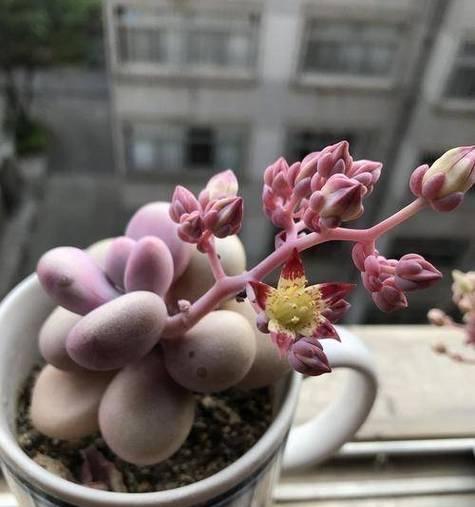 花月夜之美（细致入微的照料，让花儿绽放更久）
