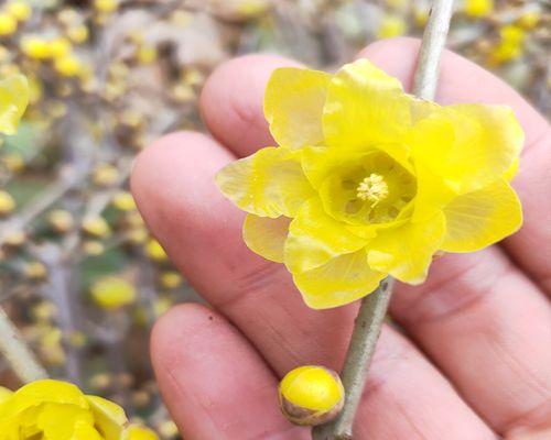 室内腊梅花养护秘籍（打造温馨的冬日花海）