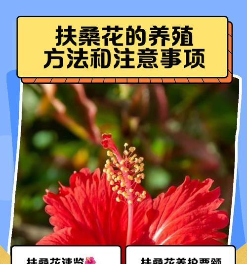 扶桑花修剪指南（如何剪好扶桑花——简单易行的方法与技巧）