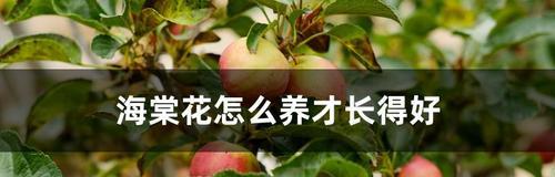 夏季鹿角海棠养护指南（阳光、水分、肥料是关键，让鹿角海棠绽放美丽花海）