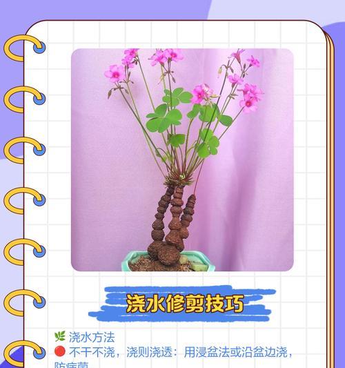 如何养好紫叶酢浆草，打造迷人的花园景观（掌握关键要点，让紫叶酢浆草绽放独特魅力）