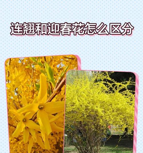 迎春花繁殖技术大揭秘！（掌握迎春花繁殖技巧，打造迷人花园！）