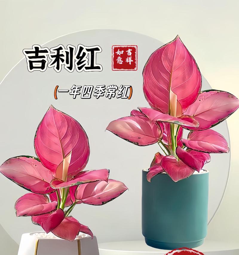 如意室内养殖指南（打造室内绿色乐园，从如意养殖开始）