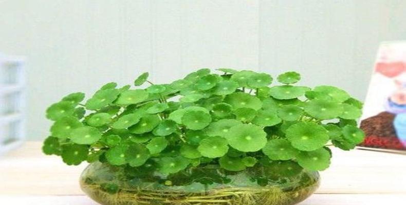 金钱草种植指南（从选种到繁殖，一步步教你打造美丽的金钱草园）