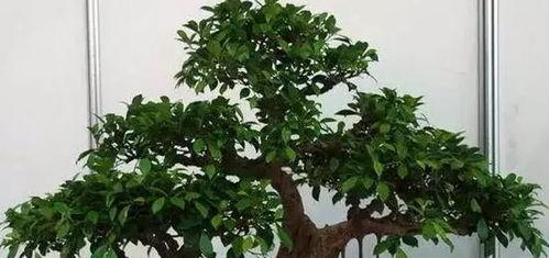 盆栽榕树怎么养,从种植到管理