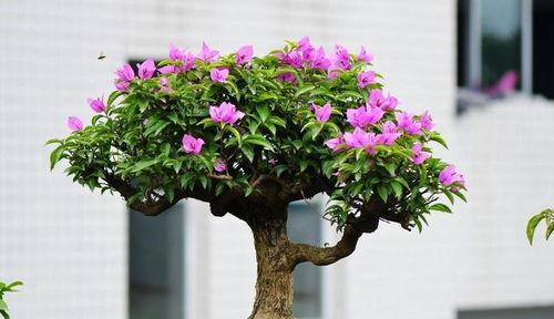 三角梅怎么养,从生长到开花，全面解析