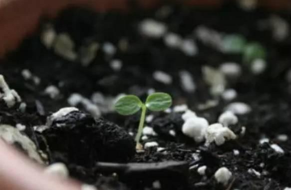 水果种子怎么种,水果种子的种植与养护技巧