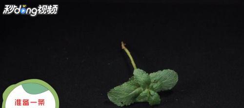 薄荷怎么繁殖,播种、扦插、分株，轻松掌握薄荷种植技巧