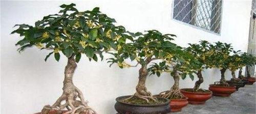 盆栽桂花怎么施肥,四季养护要点与技巧