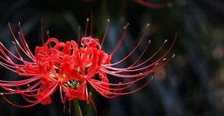 彼岸花什么时候开花,春彼岸与秋彼岸的美丽轮回