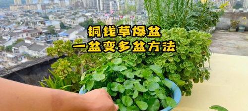 铜钱草怎么分盆,铜钱草分盆技巧与养护指南