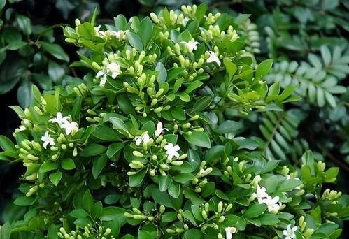 九里香是什么植物,香气四溢的常绿灌木，家居园艺的绿色宠儿