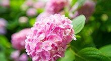 绣球花为什么又叫死人花,美丽与误解的交织，揭秘“死人花”的由来与真相