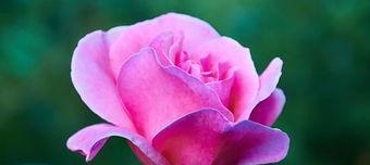 玫瑰花在什么季节开放,玫瑰花开放的季节与品种特点”