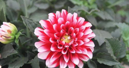 小丽花怎么养,从土壤到花期管理