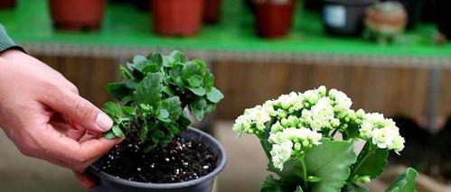 长寿花怎么养才能开花,养护攻略助您花开满盆