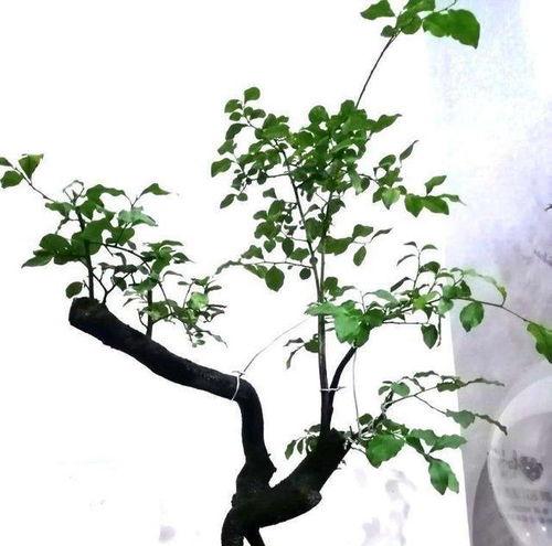 金弹子什么时候开花,揭秘金弹子开花时间与美丽花语