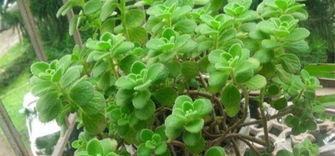 碰碰香怎么修剪,三步打造茂盛植株”