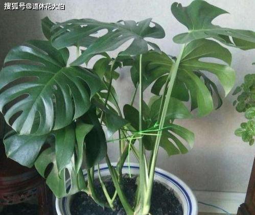 龟背竹怎么养,打造健康绿植，享受清新生活”
