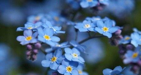 勿忘我什么时候开花,春季至夏季的美丽绽放”