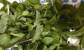 薄荷和鱼香菜怎么区分,形态、气味与用途辨析