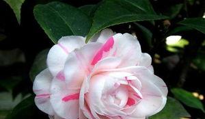茶花怎么养,从种植到养护的全方位攻略