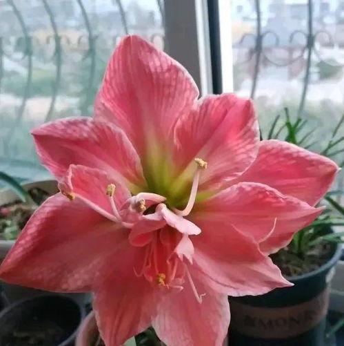 朱顶红怎么繁殖,多种方法助您轻松培育美丽花朵