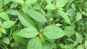 苋菜什么时候播种,春季至秋季播种要点