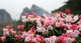 杜鹃什么时候开花,杜鹃花开时节