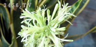 虎皮兰花语是什么,坚韧与勇气的象征解读”