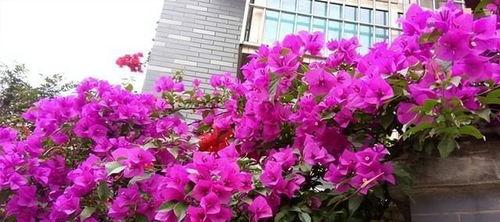 三角梅长什么样子,色彩斑斓的观赏植物概述
